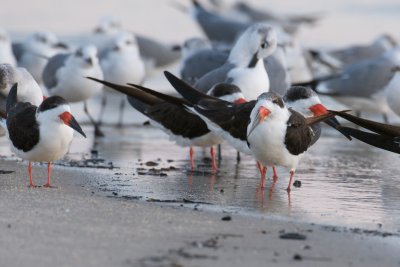 Black Skimmers and Laughing Gulls, Biloxi, MS.jpg