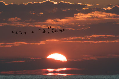 Black Skimmers at sunset, Grand Isle, LA.jpg
