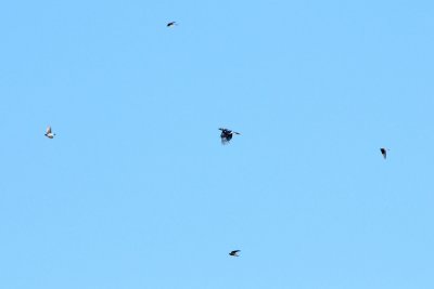 Blue Jay and Bank Swallows, Crane's Beach.jpg