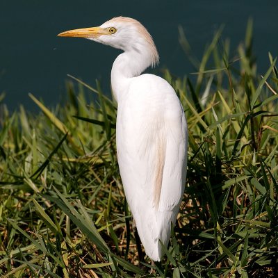 Cattle Egret, Eagle Lakes, FL.jpg