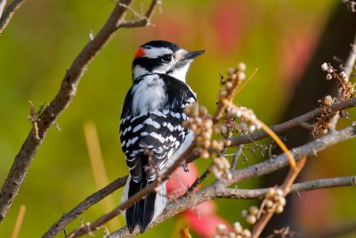 Downy Woodpecker on poison ivy, Conomo Point.jpg