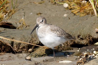 Dunlin in nonbreeding plumage, Essex Bay.jpg
