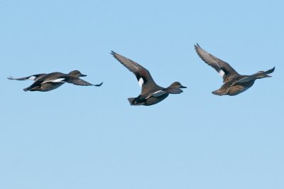 16-Dec-09 Gadwalls in flight, Eastern Point, Gloucester.jpg