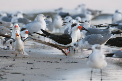 Laughing Gull fighting Black Skimmer, Biloxi, MS.jpg