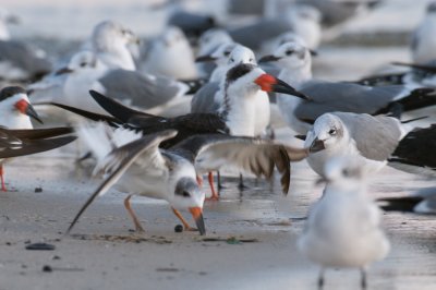 Laughing Gull fighting Black Skimmer, Biloxi, MS.jpg