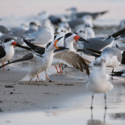 Laughing Gull fighting Black Skimmer, Biloxi, MS.jpg