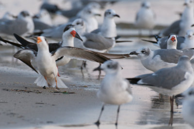 Laughing Gull fighting Black Skimmer, Biloxi, MS.jpg