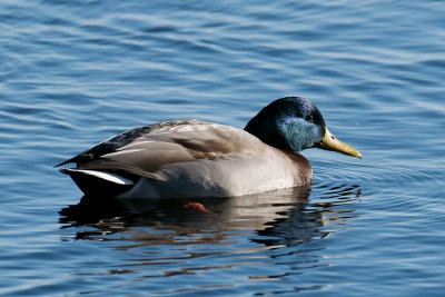 16-Dec-09 Mallard male, Niles Pond, Gloucester, MA.jpg