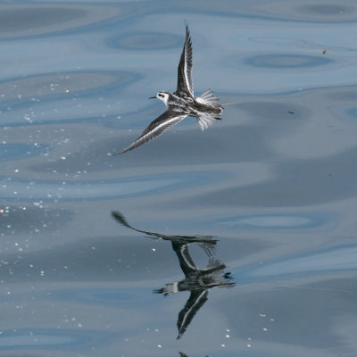 Red-Necked Phalarope, off Newburyport, MA (1).jpg