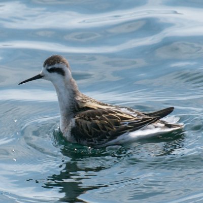 Red-Necked Phalarope, off Newburyport, MA.jpg