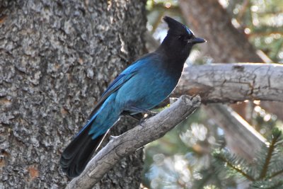 Ravens, Crows & Jays