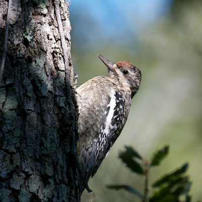 Yellow-Bellied Sapsucker, Grand Isle, LA.jpg