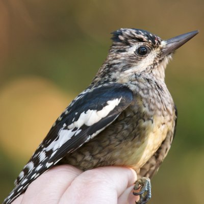 Yellow-Bellied Sapsucker, Kiptopeke banding station, VA.jpg