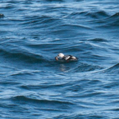 distant Black Guillemot, Cathedral Ledges, Rockport, MA.jpg