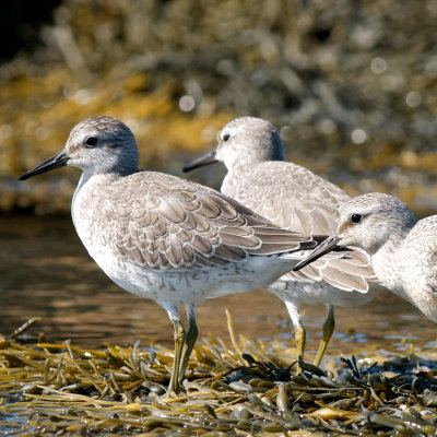 juvenile Red Knots, Essex Bay.jpg