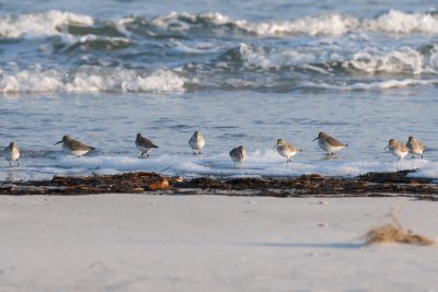 winter Dunlins, Crane's Beach.jpg