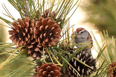 American Tree Sparrow, Salisbury, MA.jpg