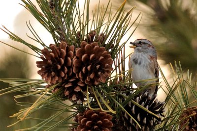 American Tree Sparrow, Salisbury, MA.jpg