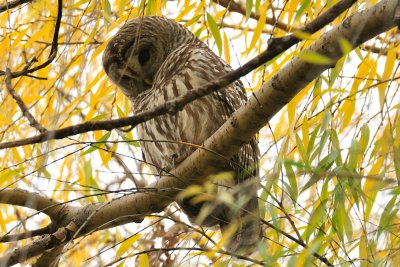 Barred Owl, Boston Public Garden.jpg