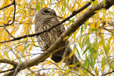 Barred Owl, Boston Public Garden.jpg