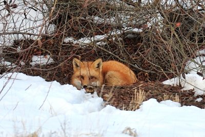 Red Fox at den mouth, Salisbury, MA.jpg