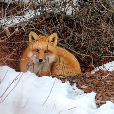 Red Fox at den mouth, Salisbury, MA.jpg