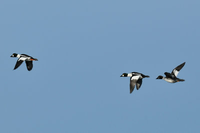 13-Jan-10 Common Goldeneyes, Salisbury, MA.jpg