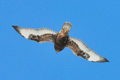 13-Jan-10 Rough-Legged Hawk, Plum Island, MA.jpg