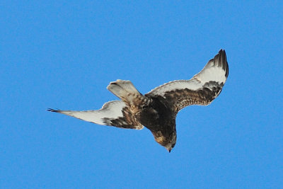 13-Jan-10 Rough-Legged Hawk, Plum Island, MA.jpg