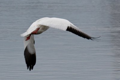 Snow Goose.jpg