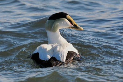 Common Eider male.jpg