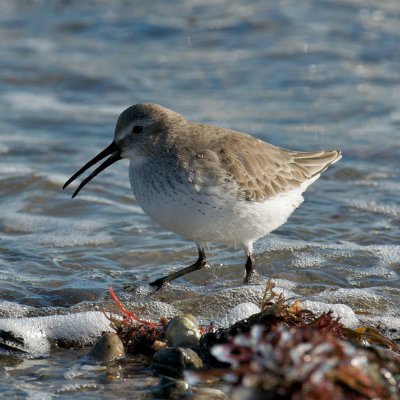 Dunlin.jpg