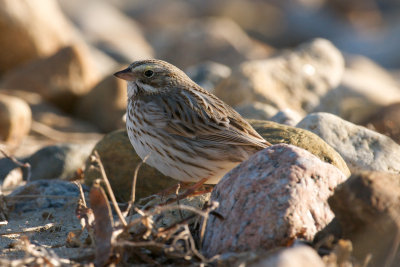 Ipswich Savannah Sparrow.jpg