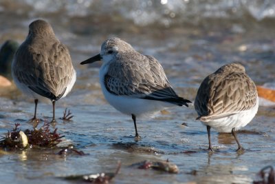 Sanderling and Dunlins.jpg