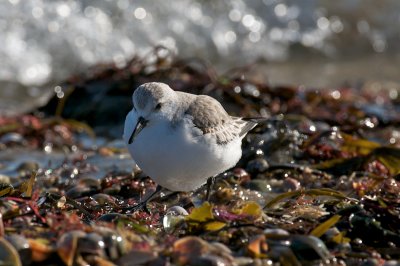 winter Sanderling.jpg