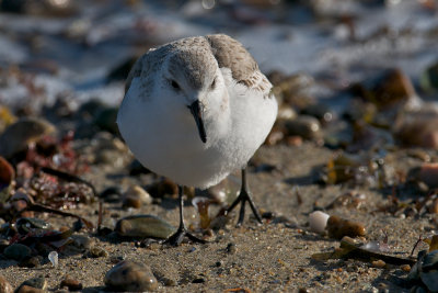 winter Sanderling.jpg
