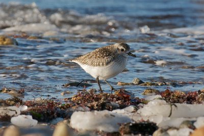 Black-Bellied Plover.jpg