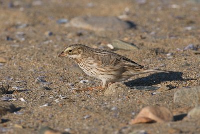 Ipswich Savannah Sparrow.jpg