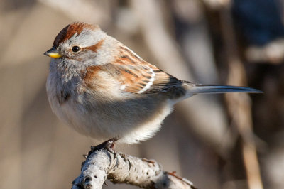 American Tree Sparrow