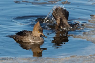 Hooded Merganser females