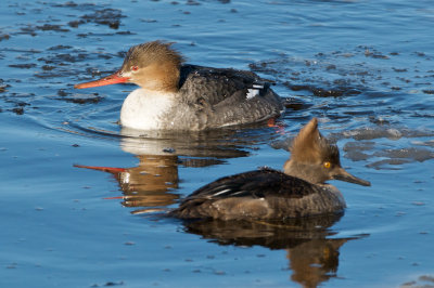 Hooded and Red-Breasted Merganser females