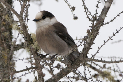 Gray Jay