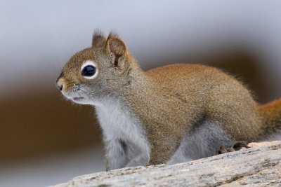 Red Squirrel