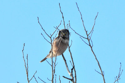 Northern Hawk-Owl.jpg