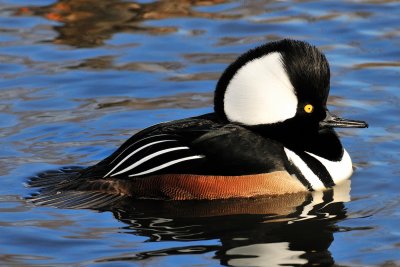 Hooded Merganser crest up.jpg