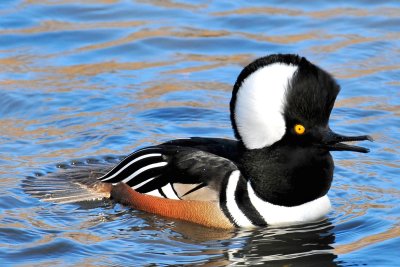 Hooded Merganser displaying 4.jpg