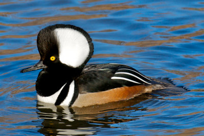 Hooded Merganser displaying 6.jpg