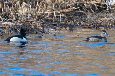 Ring-Necked Duck pair.jpg