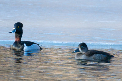 Ring-Necked Duck on alert.jpg