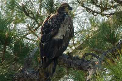 immature (2nd year) Bald Eagle